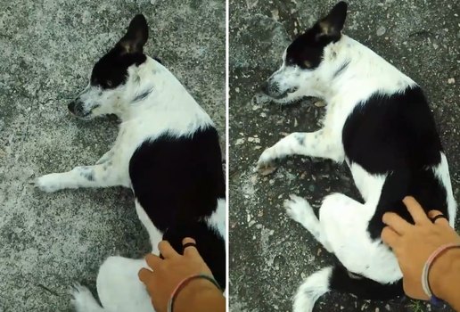 Cachorro segue jovem para pedir carinho na rua e video viraliza