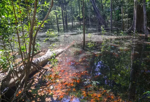 Amazonia agenciabrasil