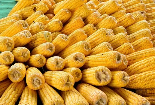 Venda comida de Milho 3 scaled