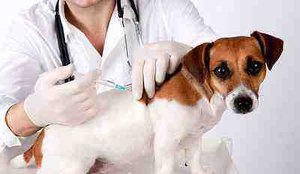 Vacinas cachorro 2