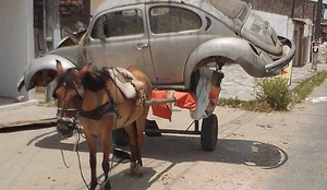 Crueldade: animal é visto carregando fusca em carroça