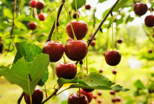 A cereja é muito apreciada na cozinha e contém nutrientes que contribuem para a saúde do organismo (Imagem: Milje Ivan | Shutterstock)