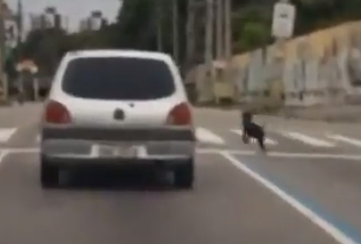 Vídeo mostra cachorro perseguindo carro, em João Pessoa