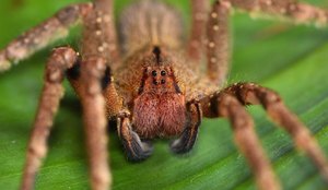 Os animais invertebrados podem ser encontrados em praticamente todos os ecossistemas (Imagem: Tobias Hauke | Shutterstock)