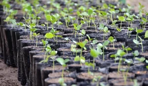 Viveiro plantastropicais foto dayseeuzebio 10 1 scaled