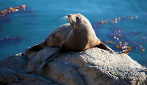As focas apresentam características que as diferenciam dos demais mamíferos (Imagem: Emily-Cross | Shutterstock)