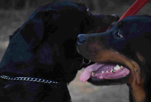 Crianca de 10 meses morre apos ataque de Rottweilers da familia