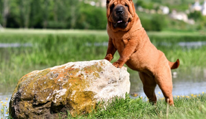 Algumas raças se destacam pelo comportamento independente (Imagem: Natalia Fesiun | Shutterstock)