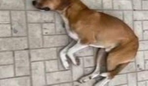 Depois de esperar o dono que morreu em uma UPA cachorro ganha novo lar