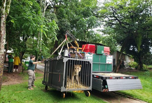 Leoa Mimi: Parque Zoobotânico de João Pessoa recebe nova moradora