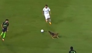 O cãozinho invadiu o gramado do estádio Couto Pereira