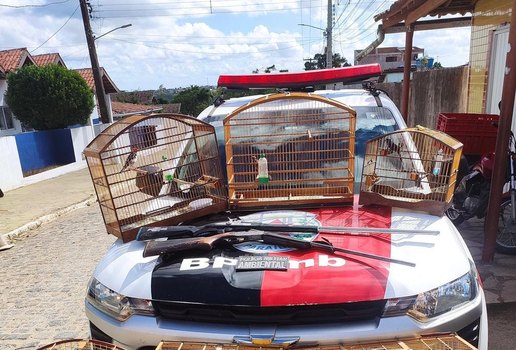 Aves silvestres bananeiras