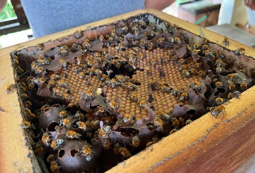 Trabalho é voltado para a produção do mel de abelhas sem ferrão