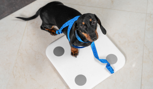 A obesidade prejudica a qualidade de vida dos animais de estimação (Imagem: Masarik | Shutterstock)