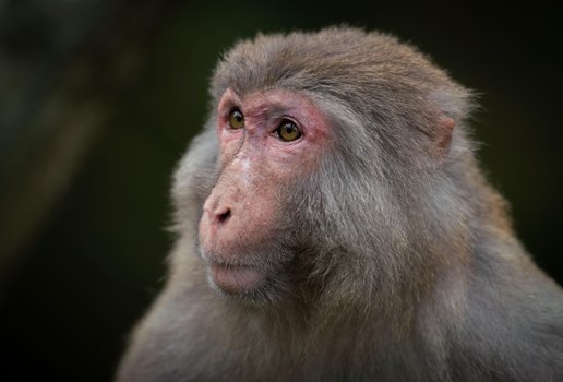 Portrait monkey