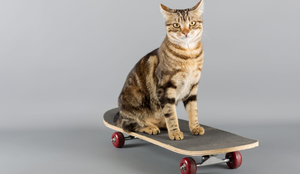 Personalidades do mundo esportivo podem servir de inspiração para ótimos nomes de gatos (Imagem: 135pixels | Shutterstock)