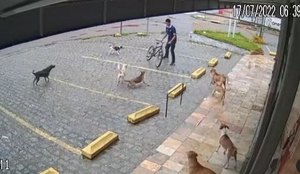 'Gangue canina' intimida funcionário em JP e vídeo bomba na web