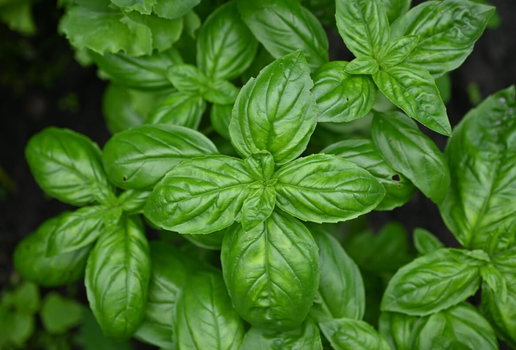 O manjericão é uma erva que enriquece pratos e promove a saúde (Imagem: Anna Klymchuk | Shutterstock)