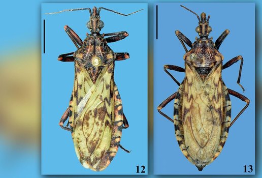 Espécie também pode transmitir o protozoário causador da doença de Chagas