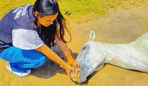 Secupa resgate cavalo 1024x1024