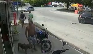 Ataque pitbull