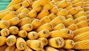 Venda comida de Milho 3 scaled