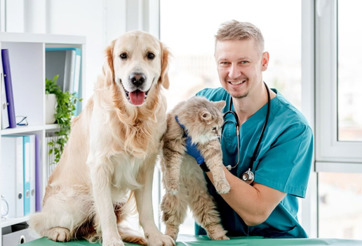 Os check-ups regulares permitem que a equipe veterinária identifique mudanças sutis e aja precocemente (Imagem: T.Vyc | Shutterstock)