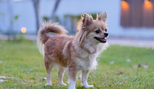 Apaixonados por história podem se inspirar em grandes personalidades na hora de escolher o nome do cachorro (Imagem: Ahtit Ngamjunyaporn | Shutterstock)