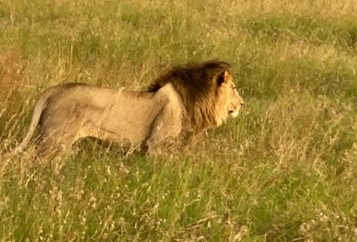 Leão na Reserva Nacional Masai Mara, no Quênia