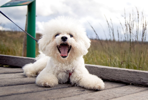 O bichon frisé encanta por sua inteligência e temperamento amigável (Imagem: Vit Tiser | Shutterstock)