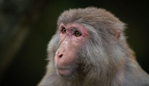 Portrait monkey