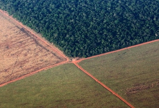 Floresta desmatamento