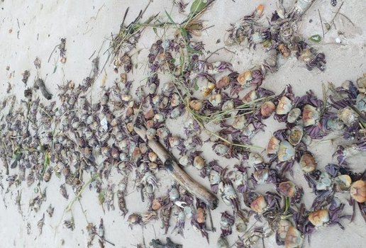 Caranguejos estavam espalhados pelas areias da praia de Acaú, em Pitimbu