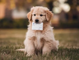 Cachorrinho com documento ideogram