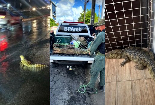 Jacares resgatados joao pessoa