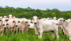Brasil confirma dois casos de 'vaca louca'