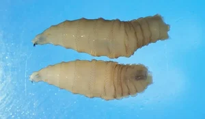 As larvas do parasita Cochliomyia hominivorax instalam se em feridas abertas e devoram os tecidos