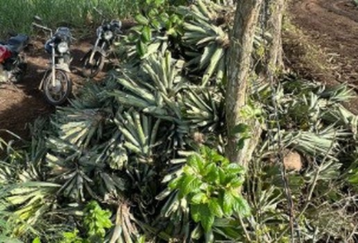 Abacaxi raro mamanguape