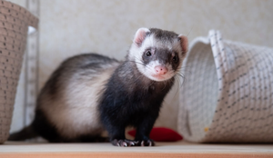 O furão é encantador, mas têm comportamentos únicos e exige cuidados específicos (Imagem: Irina Vasilevskaia | Shutterstock)