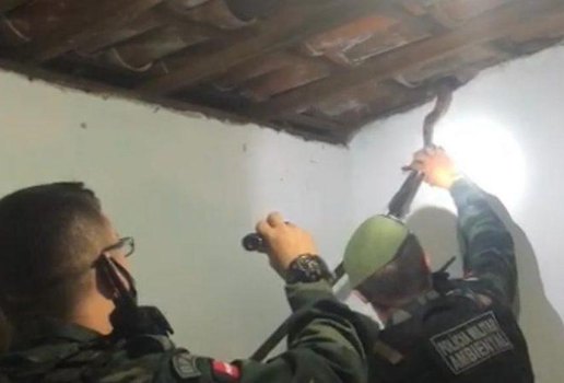 Policia Militar resgata cobra que estava escondida no telhado de uma casa em Joao Pessoa