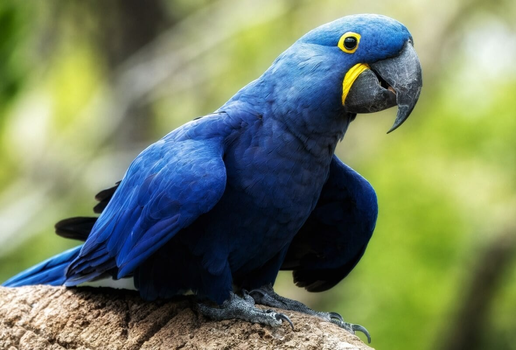 A arara-azul é originária principalmente do Pantanal, Cerrado e algumas regiões da Amazônia (Imagem: Purple_Graphics | Shutterstock)