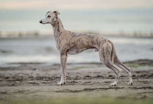 Os cachorros da raça whippet conquistaram os lares com seu comportamento fiel, equilibrado e extremamente afetuoso (Imagem: Anton Pentegov | Shutterstock)