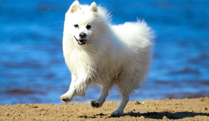 O spitz japonês é um cachorro alegre, afetuoso, atento e dotado de grande inteligência (Imagem: Lisjatina | Shutterstock)
