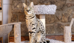 Algumas raças de gato se destacam pelo nível de energia (Imagem: AJR_photo | Shutterstock)