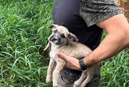 Cachorrinho resgatado apos maus tratos