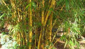 Bambu ufpb