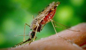 A transmissão da malária ocorre, geralmente, através da picada do mosquito transmissor