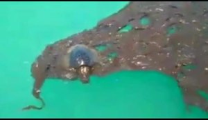 Tartaruga resgatada paraiba pernambuco