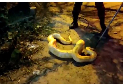 Cobra de origem asiática é encontrada em via pública, em João Pessoa