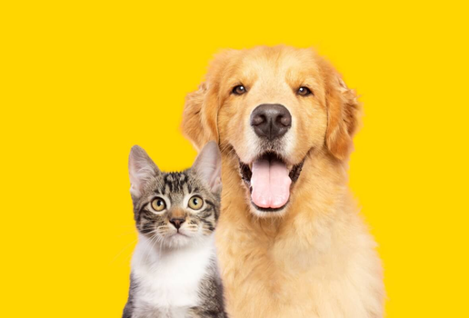 As doenças renais afetam uma parcela significativa da população de pets (Imagem: Vinicius Florio | Shutterstock)